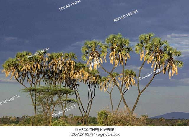 Doum Palms, Samburu national park, Kenya, Hyphaene coriacea