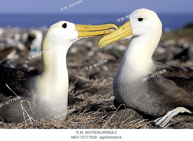Waved Albatross - pair (Diomedea irrorata)