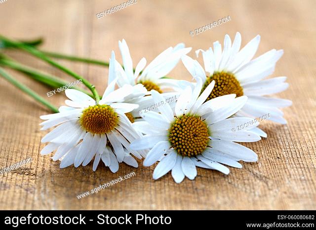 Daisy chamomile flowers on wooden garden table