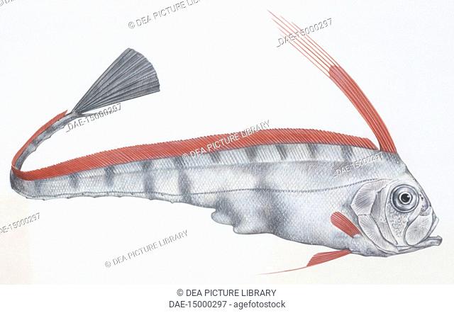 Zoology - Fishes - Lampriformes - Trachipteridae - Scalloped ribbonfish (Zu cristatus), illustration