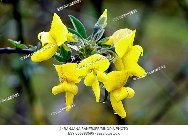 Flower ; piptanthus nepalensis ; Yumthang ; North Sikkim ; India