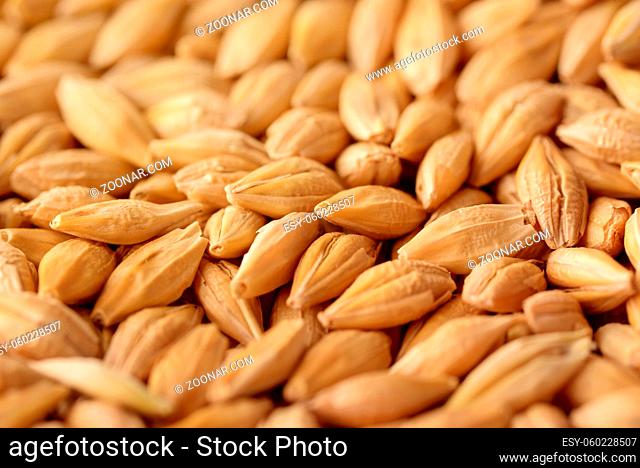 Close up of unhulled whole grain barley background