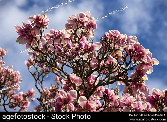 25 April 2021, Saxony-Anhalt, Magdeburg: Magnolias bloom in the Herrenkrug Park in Magdeburg. Photo: Stephan Schulz/dpa-Zentralbild/ZB
