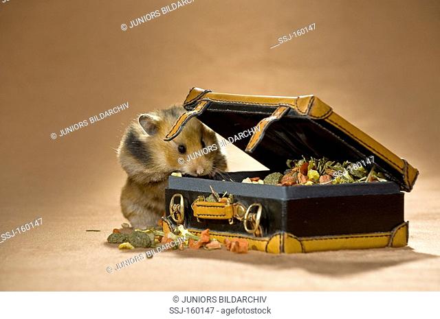 Goldenhamster at suitcase