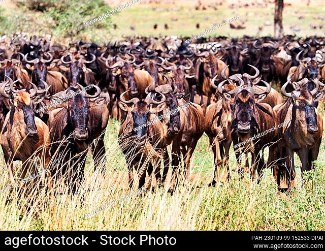 23 September 2022, Tanzania, Nyabogati: A herd of wildebeest (white-bearded wildebeest, Connochaetes) stands in the grass in Serengeti National Park