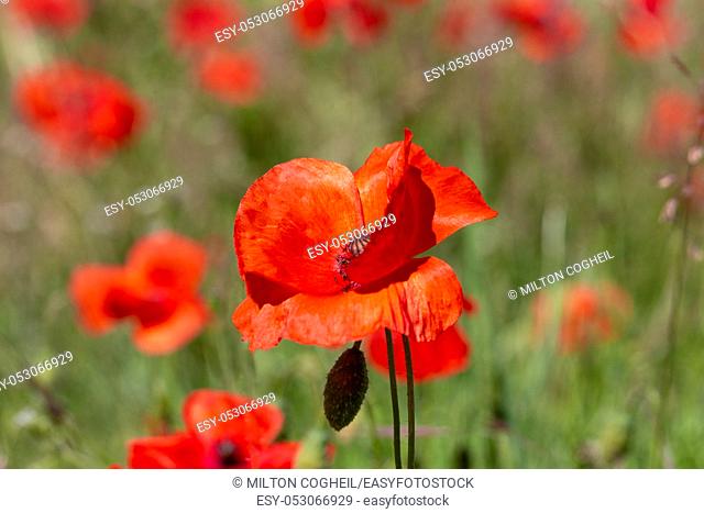 Close up of Poppy flowers (papaver rhoeas) in a field