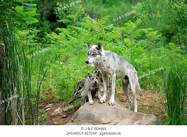 Gray Wolf, (Canis lupus), adult with youngs on rock, social behaviour, Pine County, Minnesota, USA, North America