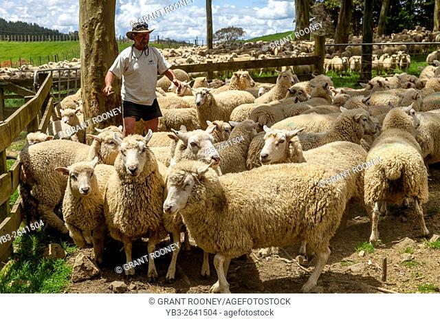 Sheep Are Moved Into A Sheep Pen In Readiness To Be Sold, Sheep Farm, Pukekohe, New Zealand