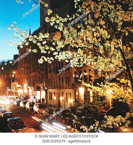 Springtime blossoms at dusk in the East Village in New York while traffic passes by