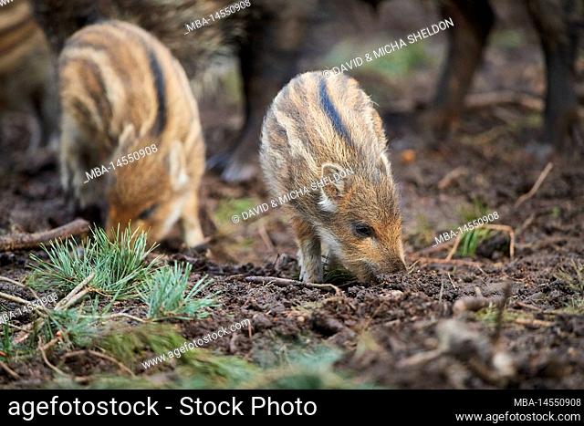 Wild boar (Sus scrofa) in a forest, freshlings, Bavaria, Germany, Europe