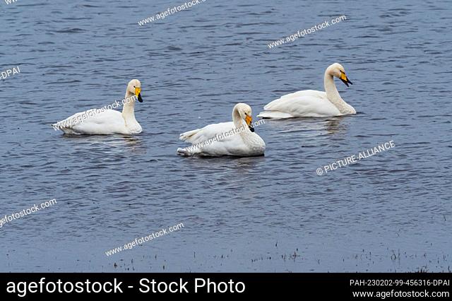 31 January 2023, Brandenburg, Schwedt/Oder: 31.01.2023, Schwedt. Whooper Swallows (Cygnus cygnus) rest on a temple in the polder meadows on a rainy day in...