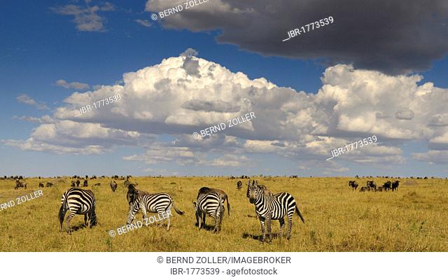 Grant's Zebra (Equus quagga boehmi) and wildebeest (Connochaetes taurinus), herds in the wilderness with dramatic clouds, Masai Mara National Reserve, Kenya