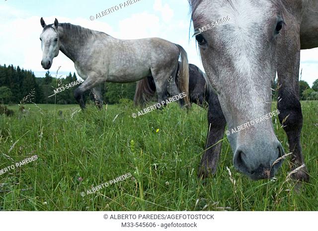 Horses. Bükk National Park. North Hungary