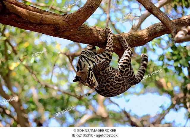 Ocelot (Leopardus pardalis, Felis pardalis), adult male climbing a tree, Honduras, Central America