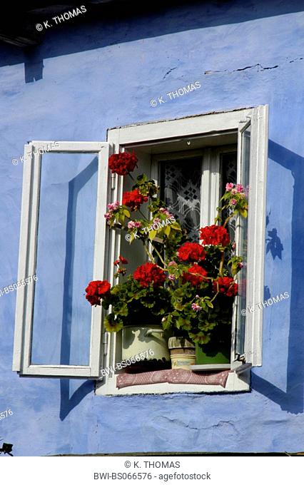 Atia, traditional village of the Hungarian minority in Romania in Hargitha, window with flower decoration, Romania, Transsilvania, Atia
