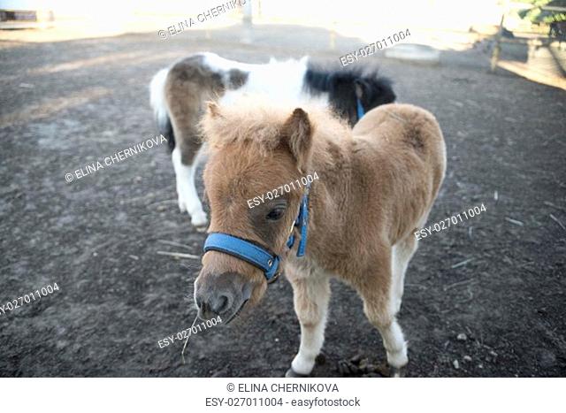 Mini dwarf horse in a pasture at a farm. foal mini horse