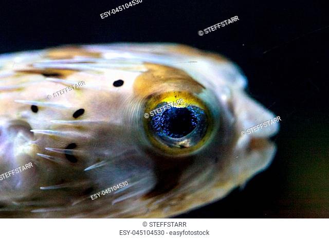 Spiny porcupinefish Diodon holocanthus has eyes that sparkle with blue flecks and skin with spines. This fish can be found in the Red Sea