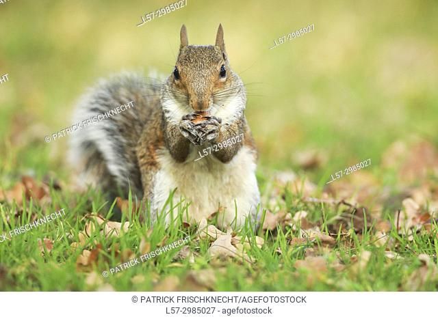 Grey squirrel, Richmond Park, England