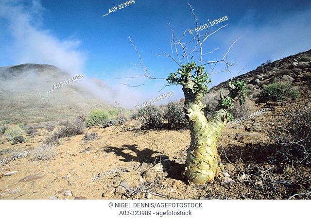 Desert Flora, Tylecodon paniculatus, Richtersveld National Park,  Northern Cape, South Africa