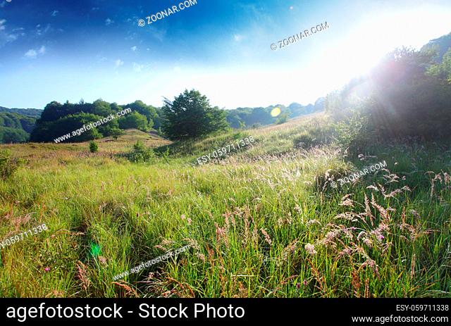 Sunny day on the flowers meadow. Beautiful natural background