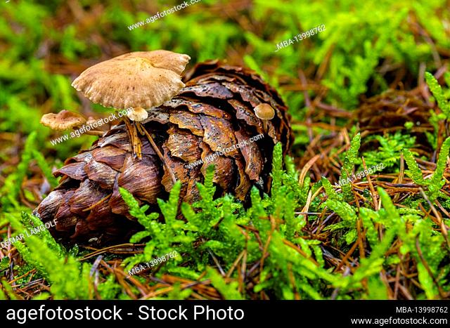 mushrooms on spruce cones, close-up, forest still-life