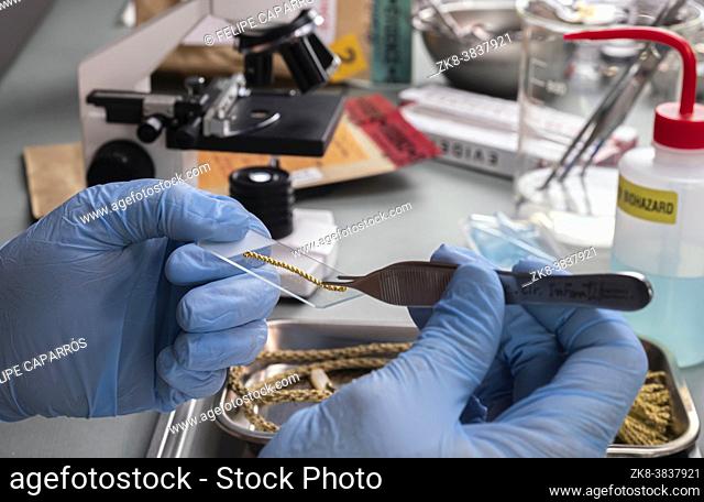 Forensic police analyse golden cord under microscope in crime lab, conceptual image