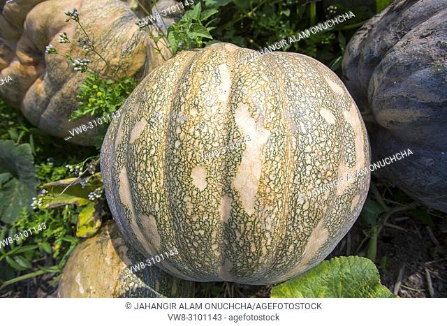 The Arial Beel (water body) of Munshiganj is famous for producing special kind of big-sized of sweet pumpkins; the local growers are making a huge profit