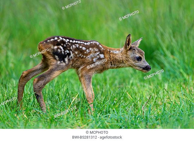 roe deer Capreolus capreolus, fawn standing in the grass, Germany, Lower Saxony