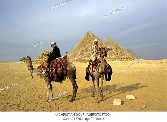 camels in front of the pyramids of Giza, Cairo, Egypt, Africa