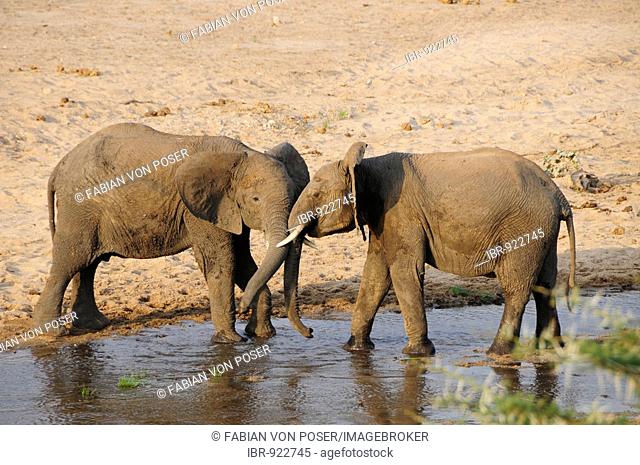 Fighting African Bush Bull Elephants (Loxodonta africana) on the bank of the Tarangire River, Tarangire-National Park, Tanzania, Africa