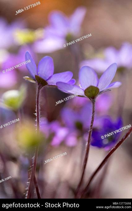 Anemone hepatica, (Hepatica nobilis), common hepatica, kidneywort, liverwort, pennywort, flowering plant, Finland