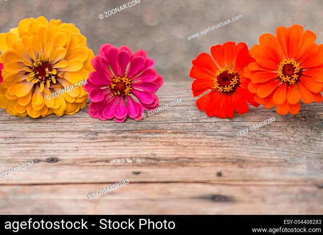 Colorful flowers lying on a rustic wooden table. Copy space