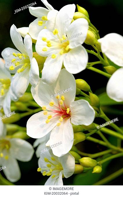 Taiwan, Miaoli County, Touwu Township, Tung Blossom, Paulownia, Tung Flower