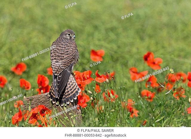Common Kestrel (Falco tinnunculus) immature, perched on post among Corn Poppy (Papaver rhoeas) flowers, Suffolk, England, July, controlled subject