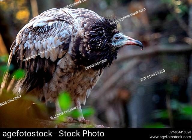 Young egyptian vulture (Neophron percnopterus) with brown feathers