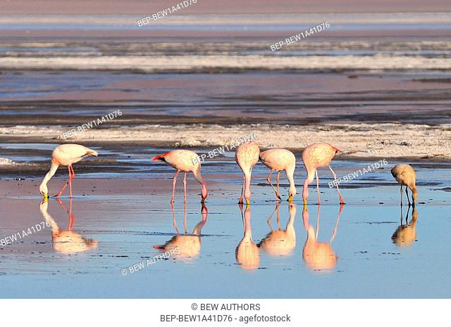 Bolivia, Laguna Colorada, the Puna Flamingo, Phoenicoparrus Jamesi