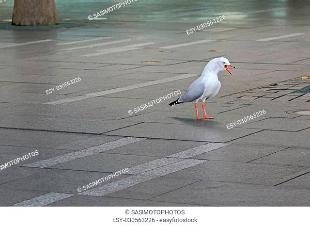 Aggressive Silver Gull seabird standing screaming on pavement at Sydney Harbour in New South Wales, Australia