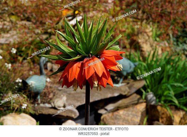 Blüte der Kaiserkrone (Fritillaria imperialis)