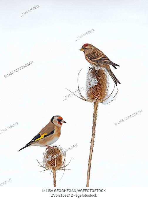 Lesser Redpoll (Carduelis cabaret) And Goldfinch (Carduelis carduelis) On Snow Covered Teasel (Dipsacus fullonum) Winter. Uk