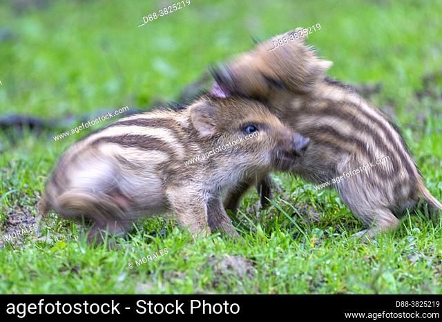 France, Haute-Saône (70), private park, wild boar (Sus scrofa), wild boar piglets on the edge of the woods, in a meadow