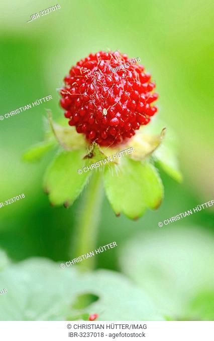 Mock Strawberry, Gurbir, Indian Strawberry or False Strawberry (Duchesnea indica, Potentilla indica), fruit, occurrence in Asia