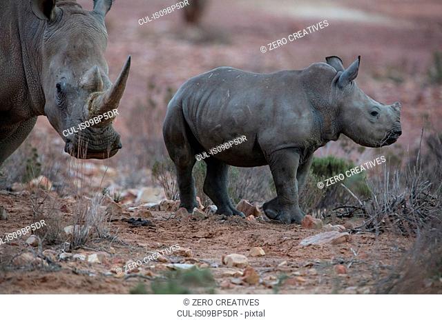 White rhinoceros and calf (Ceratotherium simum), Touws River, Western Cape, South Africa
