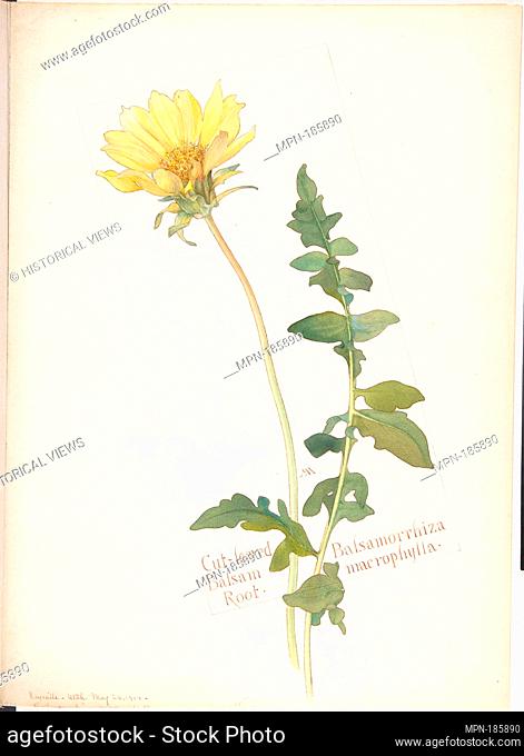 Cut-leaved Balsam Root, Balsamorrhiza macrophylla. Artist: Margaret Neilson Armstrong (American, New York 1867-1944 New York); Date: May 26