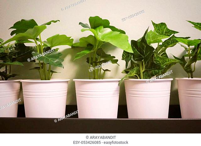 Artificial Golden Pothos, Hunter's Robe, Ivy Arum Plants and Alocasia Plants in A Metal Pot for Home and Office Decoration without The Care