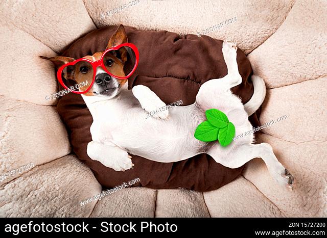 jack russell terrier dog resting upside down on his bed with red sunglasses , tired and sleepy
