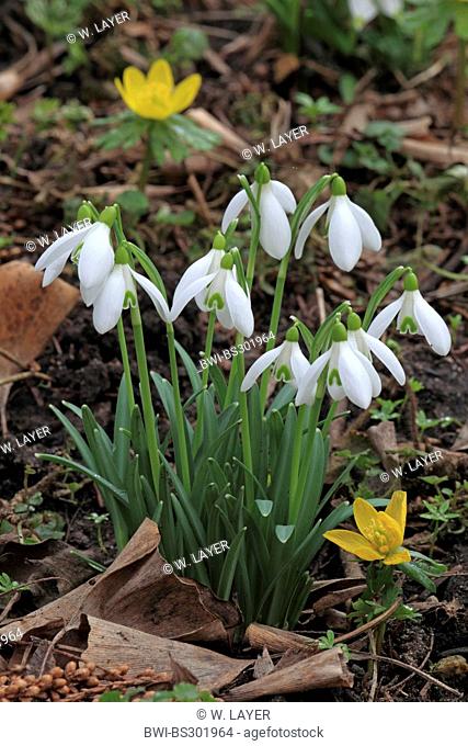 common snowdrop (Galanthus nivalis), blooming with winter aconite, Germany