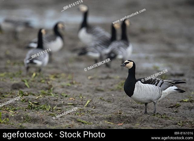 Barnacle goose (Branta leucopsis) or barnacle goose, Texel, Netherlands