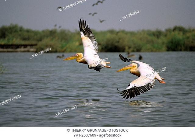 White pelicans (pelecanus onocrotalus), National park of Djoudj, Senegal, West Africa