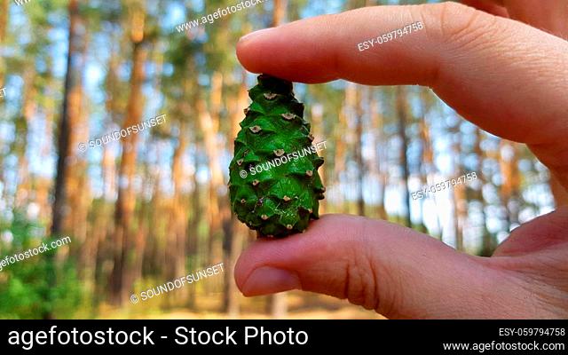A cone held in the hand in the beautiful pine tree forest. Summer time