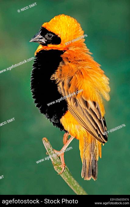 Male southern red bishop (Euplectes orix) displaying with puffed feathers, South Africa